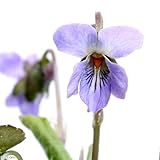 (山野草)アオイスミレ(葵菫) 濃色 3号(1ポット) 本州・四国限定[生体]