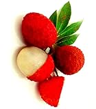 レイシ Lychee Litchi chinensis 50 Seeds タイ庭園 Thai Garden