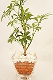 【お手入れ簡単、無菌・無臭の園芸用土セラミス使用】　ハイドロカルチャー　観葉植物　セラミス　ガ...