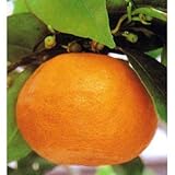 なつみ（南津海）4～5号ポット ノーブランド品