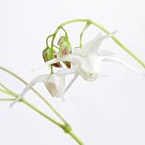 (山野草)白花イカリソウ(碇草 錨草) 3号(1ポット) [生体]