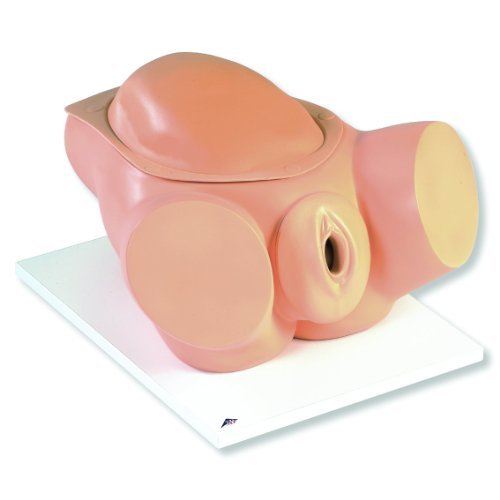 おもちゃ 3B Scientific VG395 Birthing Simulator 11.8