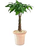 パキラ ７号鉢 インテリアバスケット 観葉植物 インテリアグリーン