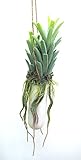 萩原 人工観葉植物 「ミタリア」 約27cm 光触媒加工 ハンギングプランター 159019800