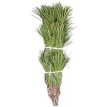 Amazon.co.jp: 花木屋 高野槇 切枝 60cm 10本組 1束: ホーム＆キッチン