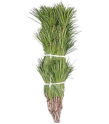 Amazon｜花木屋 高野槇 切枝 お試し セット 40cm×3本 60cm×2本 70cm×2