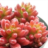 seセダム 虹の玉 多肉植物 セダム 2.5号鉢