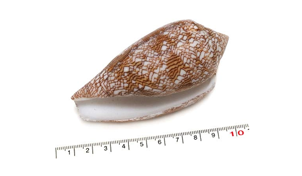 Amazon 貝殻パーツ タガヤサンミナシ 生態 採集 おもちゃ