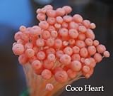~Coco Heart~　アマレリー　ピンク　大束　（木の実・ドライフラワー）