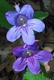 Streptocarpus roseo-albus - Cape primrose - 10 seeds