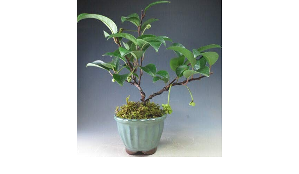 Amazon 盆栽 ビナンカズラの盆栽 小 ヴェールモア 観葉植物 通販