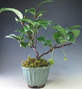 Amazon 盆栽 ビナンカズラの盆栽 小 ヴェールモア 観葉植物 通販
