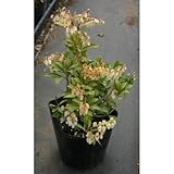 アセビ (白) 5号ポット