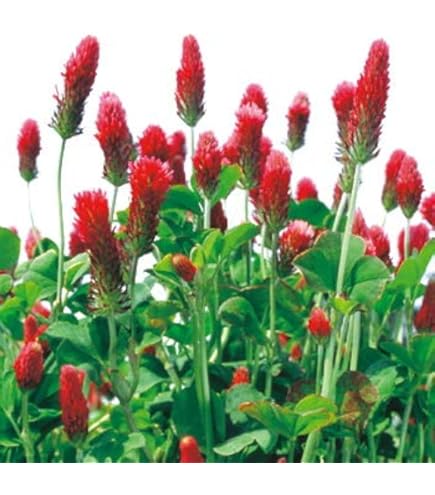 大きなクローバー Amazon.co.jp: しろクローバー 種子 タキイ種苗 ホワイトクローバー