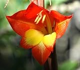 Gladiolus dalenii - Parrot Gladiola - 10 seeds