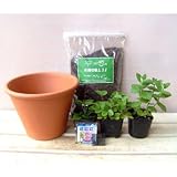 ハーブ栽培セット7.5号鉢Bティー用（レモンバーム・ワイルドストロベリー・アップルミント） ノーブランド品
