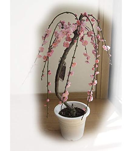 Amazon.co.jp: 八重の 梅盆栽 枝垂れ梅盆栽 しだれ梅の 八重咲の花と