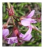 Pelargonium multicaule ssp multicaule - Geranium - 5 seeds