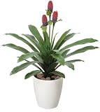 223A80 光触媒観葉植物 人工ｸﾞﾘｰﾝ ﾏｶﾍﾞ花付