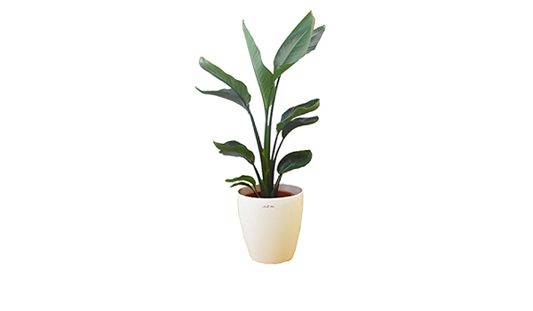 Amazon ストレリチア オーガスタ ｍサイズ ラスターポット付 観葉植物 オンライン通販