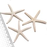 【貝殻パーツ】スターフィッシュ ヒトデ ホワイト 6-8cm 2個入り
