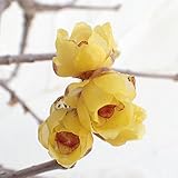 ロウバイ：満月（まんげつ）5号ポット[丸弁大輪の人気種] ノーブランド品