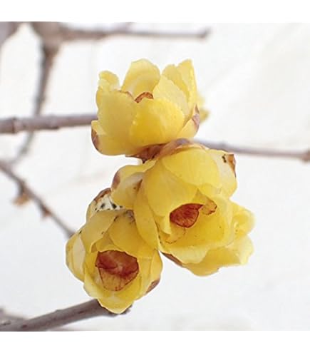 Amazon｜満月蝋梅 （ まんげつろうばい ） 5号鉢植え 【単品】｜観葉 