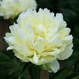 ピオニー（中国シャクヤク）：楊貴妃（ようきひ）7号ポット