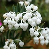 白花姫シャクナゲ