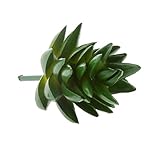 Dovewill 全5種類　　人工多肉植物　　プラスチック　　ジューシー　観葉植物　　装飾　 - 05