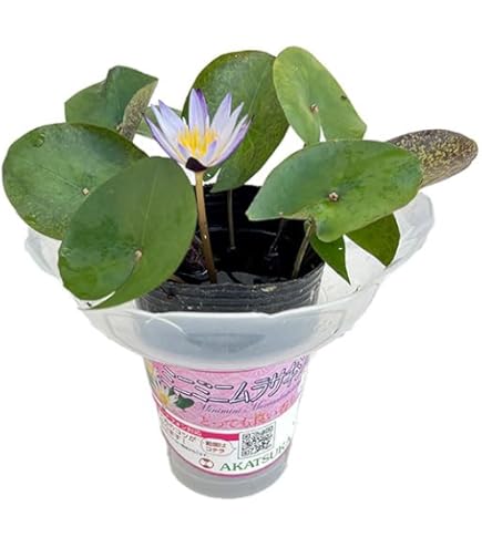 スイレン　ジョンコロニー　球根　睡蓮苗　熱帯スイレン　ビオトープ　鉢花 スイレン ジョンコロニー 球根 睡蓮苗 熱帯スイレン ビオトープ 鉢花