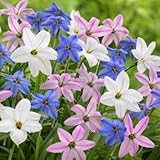 アイフェイオン　ミックス　１０球入