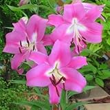 オリエンタルユリ　ロビナ　１球入