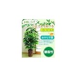 お手軽観葉植物(人工観葉植物) 観音竹