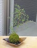 メルヘンの木としても知られている個性的な植物【ソフォラ・ミクロフィラの苔玉・焼締茶器セット】 (敷石の色（黒色）)
