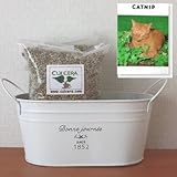 キャットニップの栽培セット/標準セット（液体肥料なし）プランターホワイト仕様