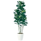 エフプランター 人工観葉植物-カシワバゴム-160-8号鉢-RP265