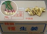 種生姜 小生姜10kg 中国産種生姜