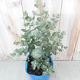 ハーブ&ハーブス ユーカリ グーニー(ハーブ・10.5cmポット)