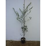 【5本セット】 オリーブ 樹高1.0m前後 18cmポット オリーブの木 鉢植え 苗木 植木 苗 庭木 生け垣