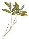 タカショー グリーンデコ　和風クマザサリーフ（人工植物/観葉植物） Ｌ50cm （GN-13）