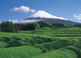 四季の詩 500ピース 茶畑より富士を望む (38cm×53cm、対応パネルNo.5-B)
