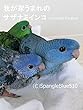 我が家うまれのサザナミインコ