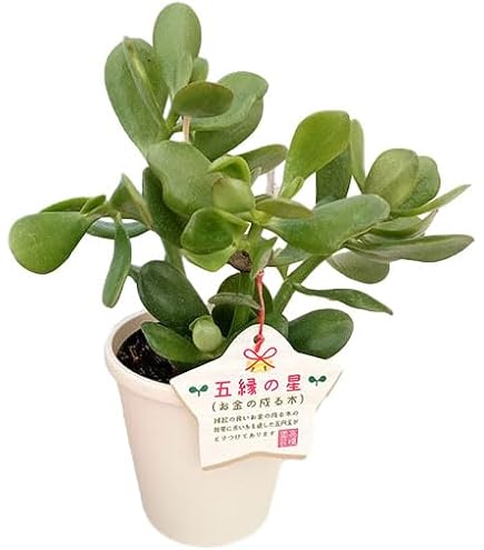 はなこ様おまとめ！✼多肉植物　金のなる木　黄金姫花月木立大きめ抜き苗２ポット①④ Amazon.co.jp: 多肉植物『黄金姫花月』9cmポット苗（金のなる木
