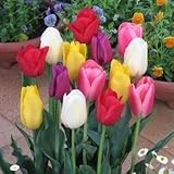 チューリップ　一重咲混合　５球入