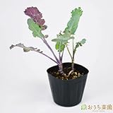 ケール 【苗】 ９ ｃｍ ポット ＜当店は 苗 種 鉢 培養土 ニーム の専門店＞