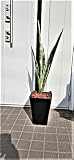 観葉植物 サンスベリア7号角プラ鉢L(白赤黒) 高さ約100cm サンセベリア 人工観葉植物 お手入れ不要 虫つかない glkk-521