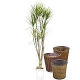 コンシンネ・ホワイホリー 10号 Type2【バスケット(鉢カバー) 付き】 バスケット02