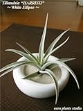 エアープランツチランジア・ハリシィ / ホワイトイリプス / AirPlants Tillandsia・harrisii / White Ellipse / インテリアグリーン / ミニ観葉植物