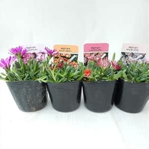 Amazon デロスペルマ 選べる4種類 マツバギク 9cmポット 観葉植物 オンライン通販 Amazon デロスペルマ 選べる4種類 マツバギク 9cmポット 観葉植物 オンライン通販